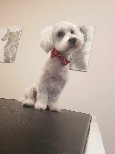 PSI FRYZJER " Psia Vena"